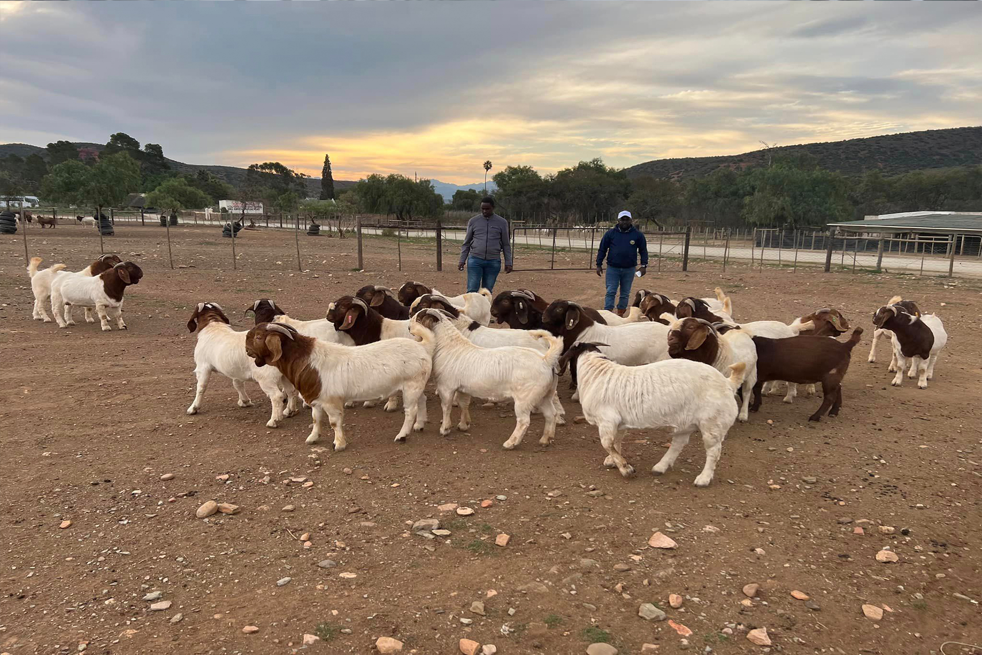 Nguni Cattle 