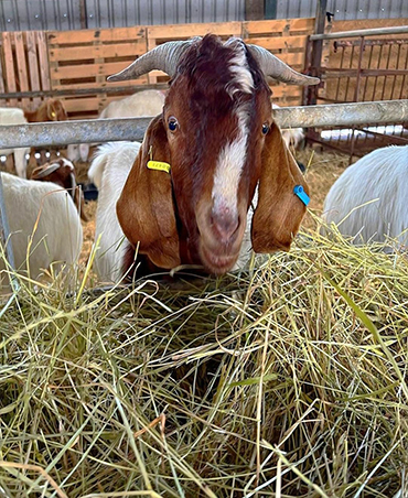 Anglo Nubian Goat