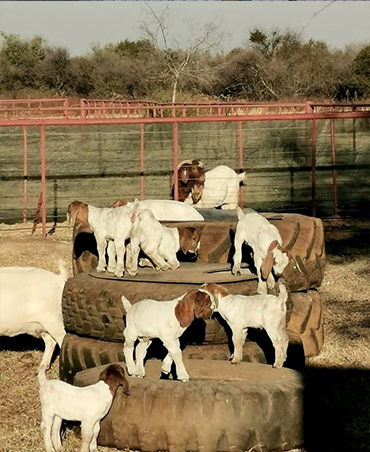 Holstein Dairy Cow 