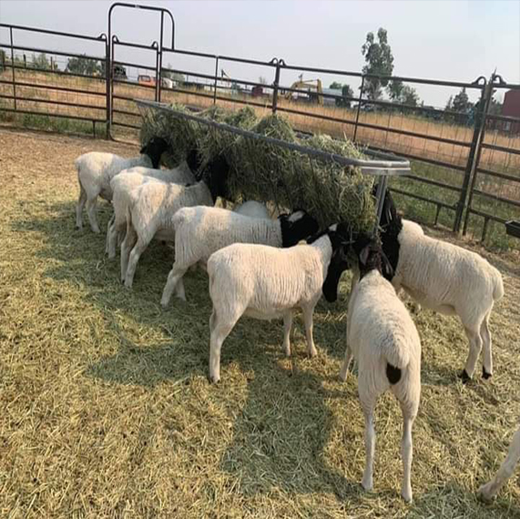 sheep for sale