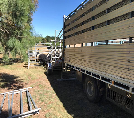 sheep for sale
