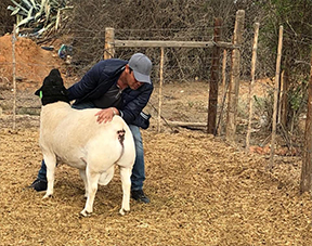 Bonsmara Cattle
