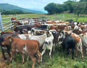 Black Angus Beef Cattle