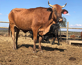 Cattle for sale