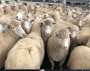 Sheep for sale