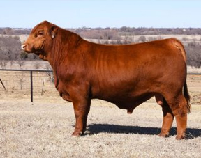 Blackhead Dorper Sheep